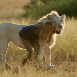 Mia et le Lion Blanc