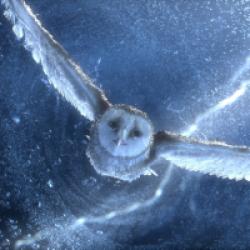 Le Royaume de Ga'Hoole - la légende des gardiens