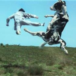 Kung Pow